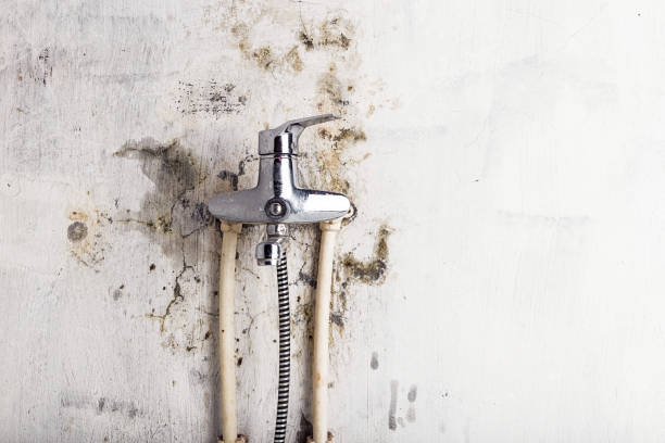 Best Mold Damage Repair  in Atlanta, TX